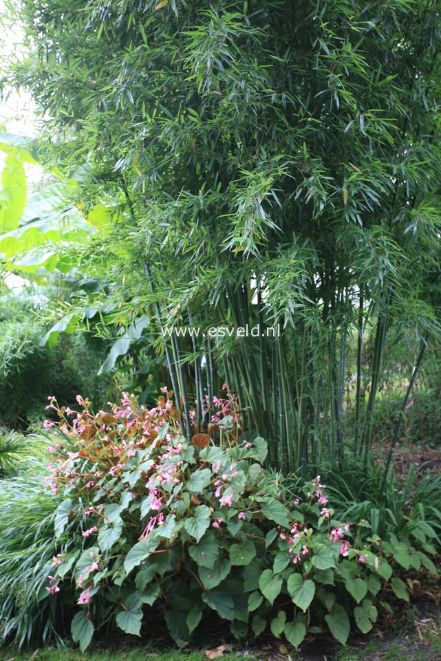 Begonia grandis