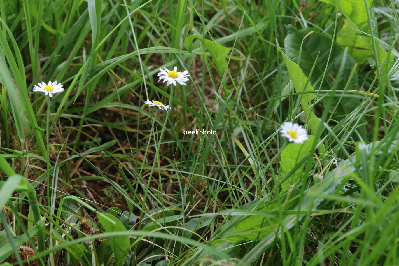 Bellis perennis