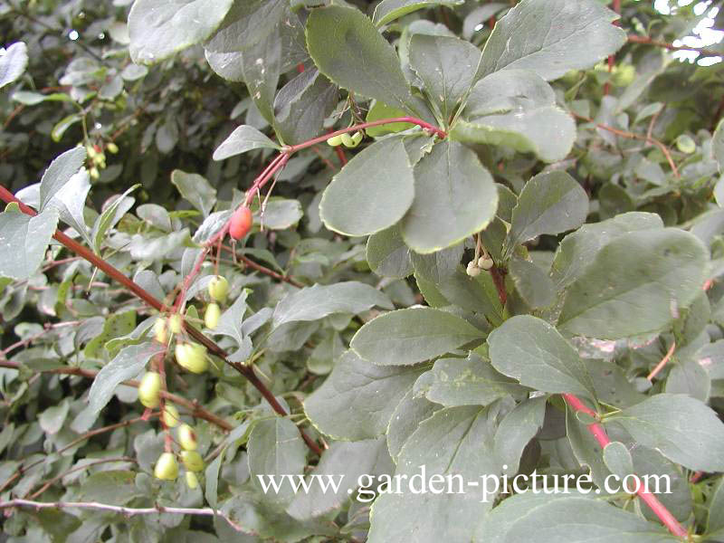 Berberis 'Red Tears'