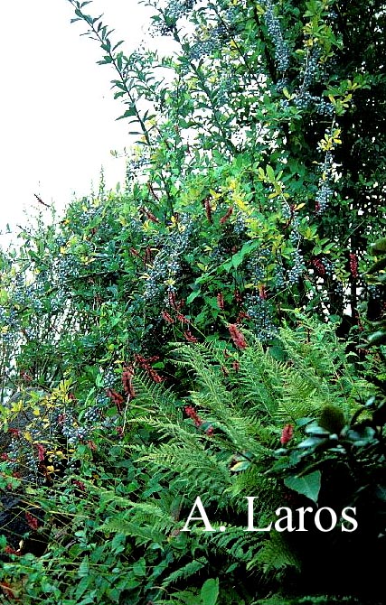 Berberis aristata