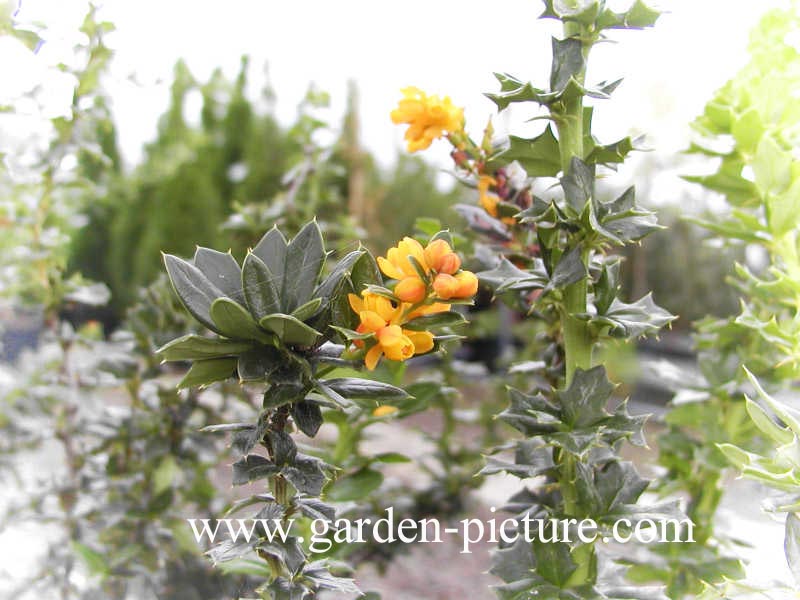 Berberis lologensis 'Mystery Fire'