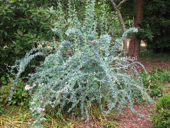 Berberis temolaica