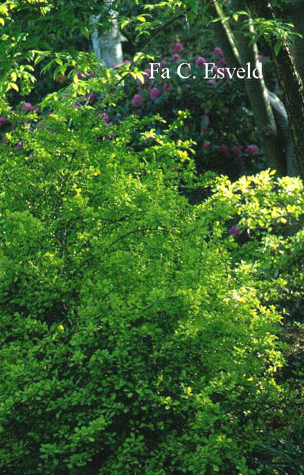 Berberis thunbergii 'Aurea'