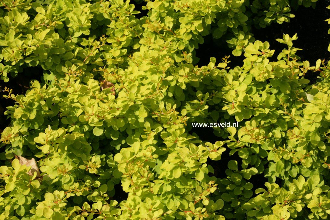 Berberis thunbergii 'Golden Carpet'