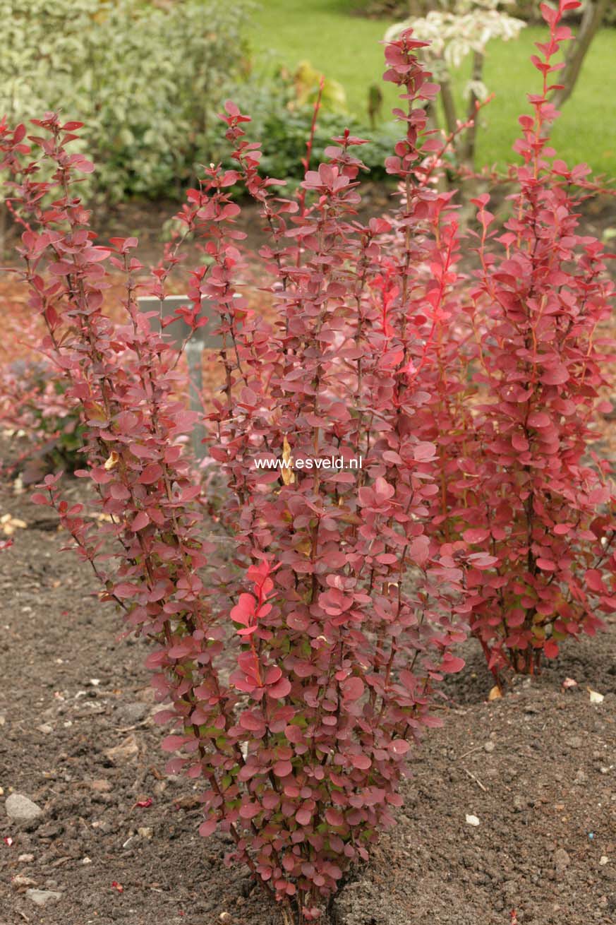 Berberis thunbergii 'Orange Rocket'