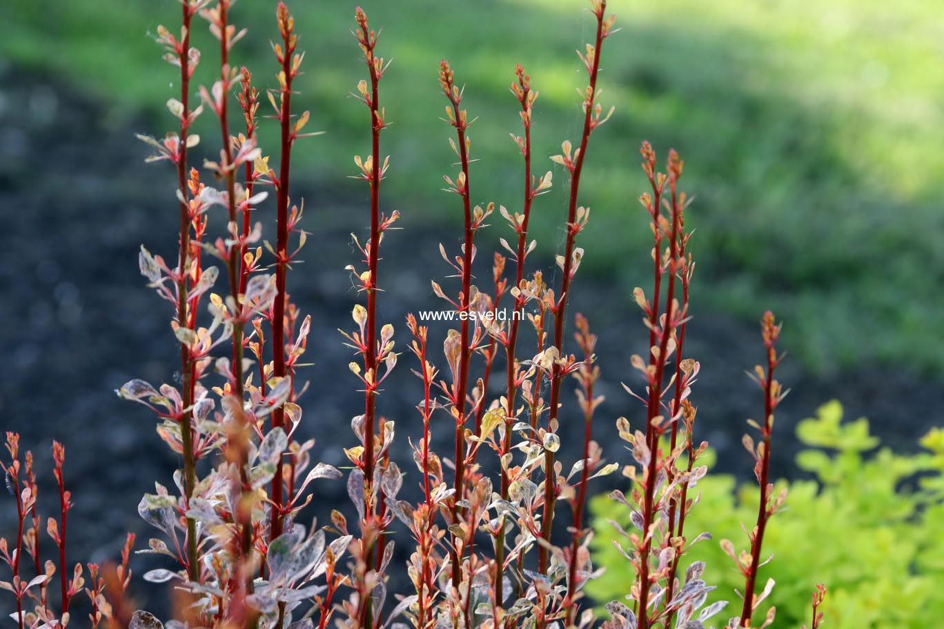 Berberis thunbergii 'Rosy Rocket'
