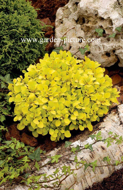 Berberis thunbergii 'Tiny Gold'