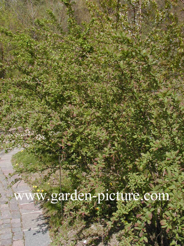 Berberis vulgaris