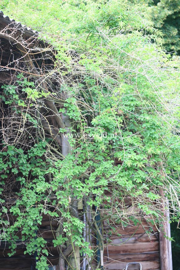 Berchemia racemosa
