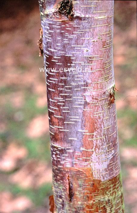 Betula delavayi
