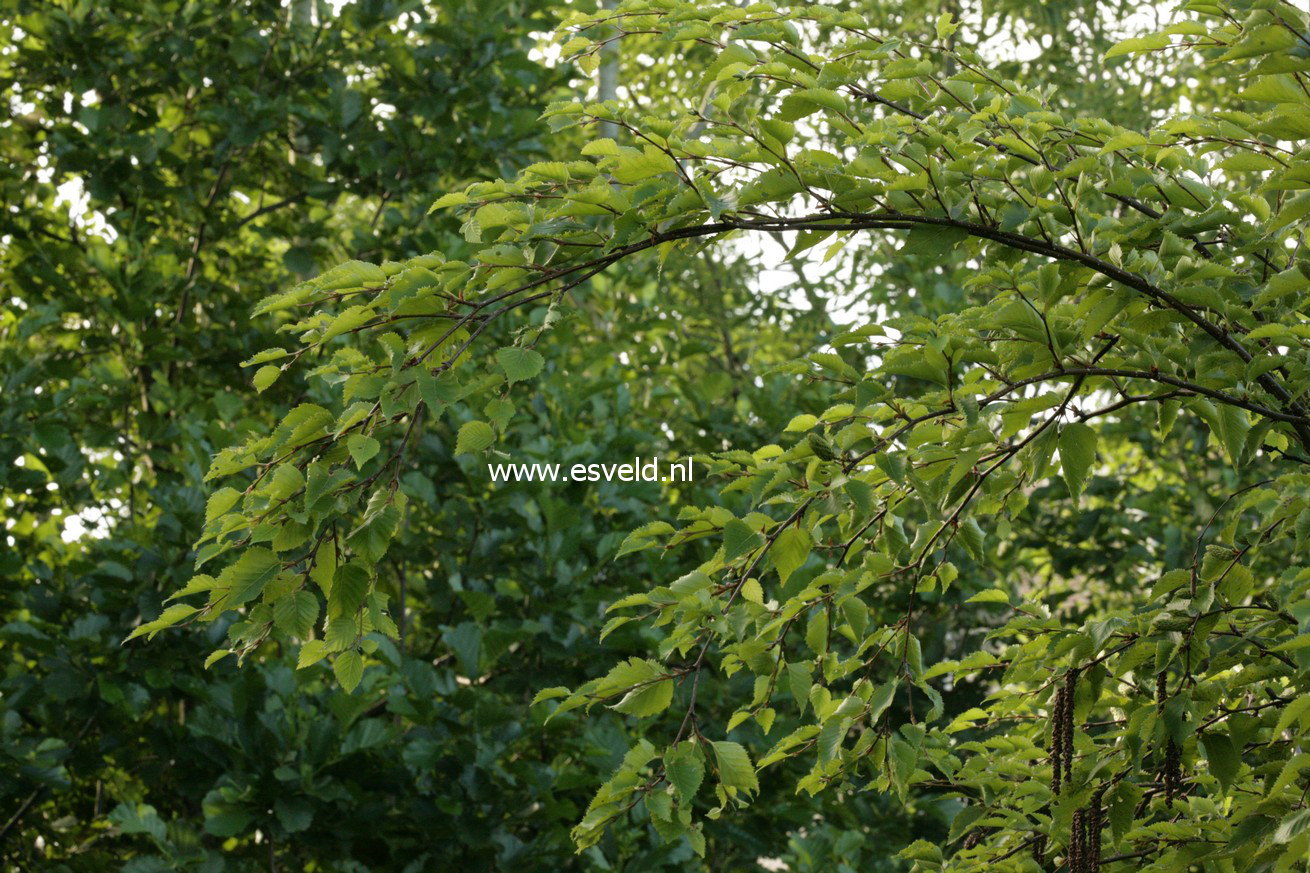 Betula ermanii 'Pendula'