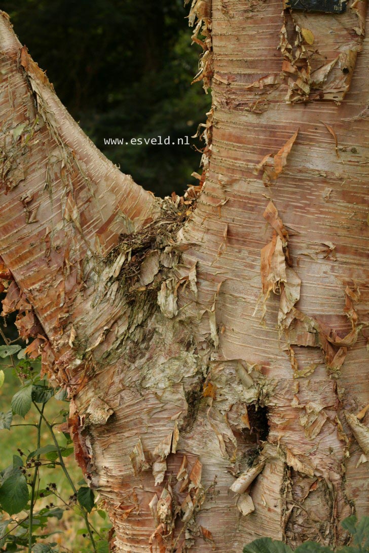Betula ermanii var. subcordata