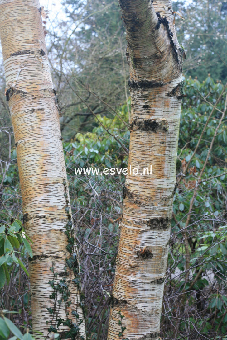 Betula maximowicziana