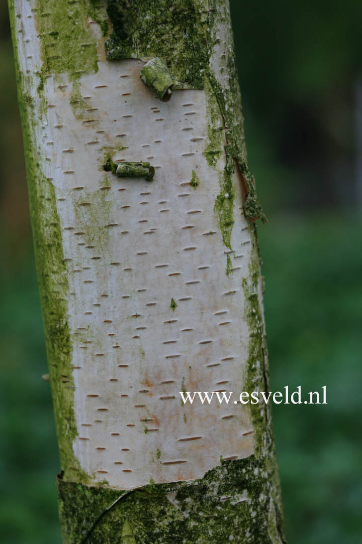 Betula papyrifera 'Saint George'