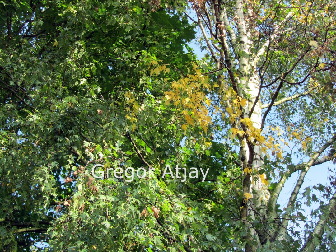 Betula pendula 'Crispa'