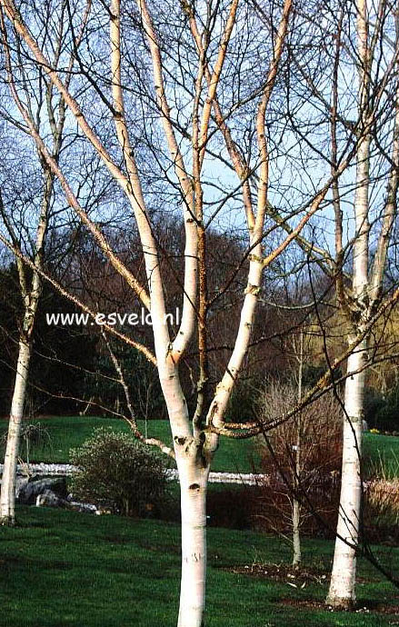 Betula utilis 'Grayswood Ghost'