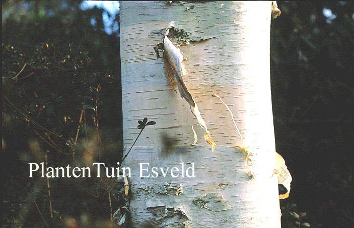 Betula utilis 'Jermyns'