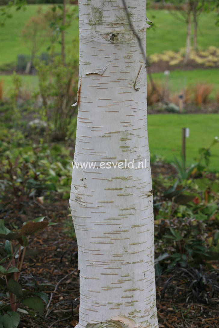 Betula utilis 'Silver Shadow'