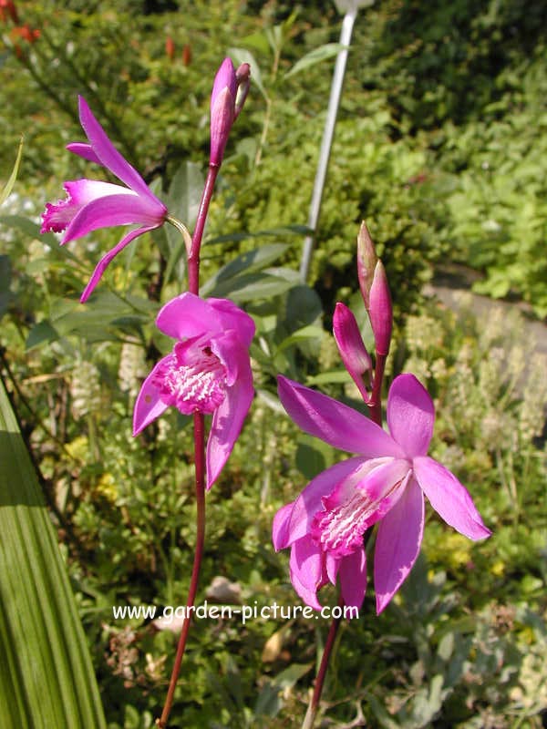 Bletilla striata