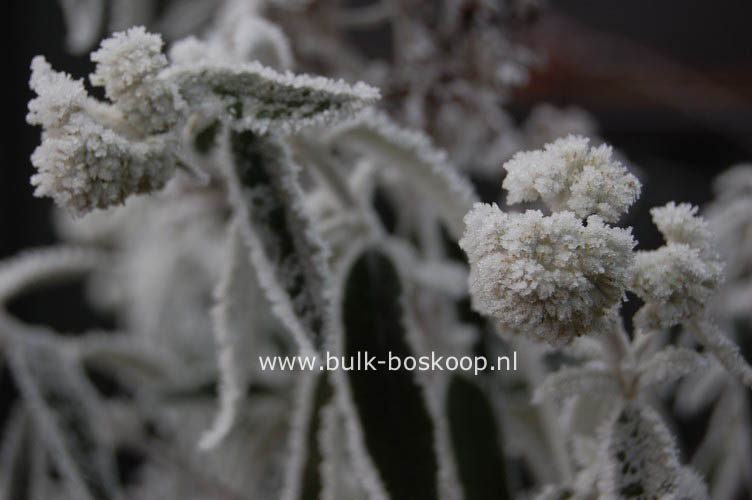 Buddleja 'Morning Mist' (SILVER ANNIVERSARY)