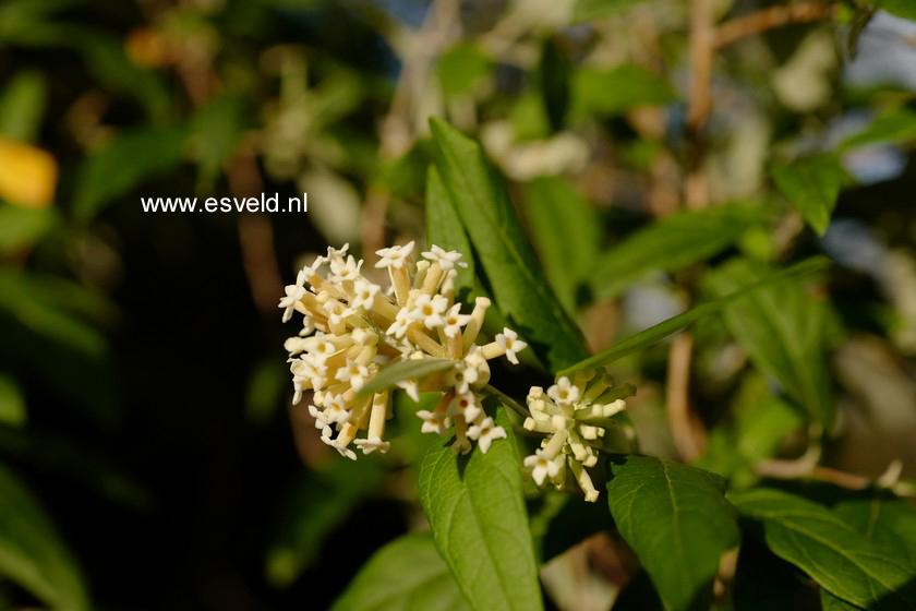 Buddleja auriculata