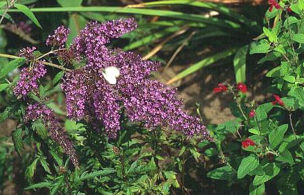 Buddleja davidii 'Dartmoor'