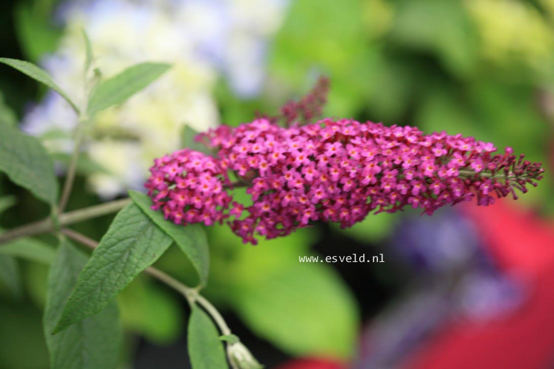 Buddleja davidii 'Miss Ruby'