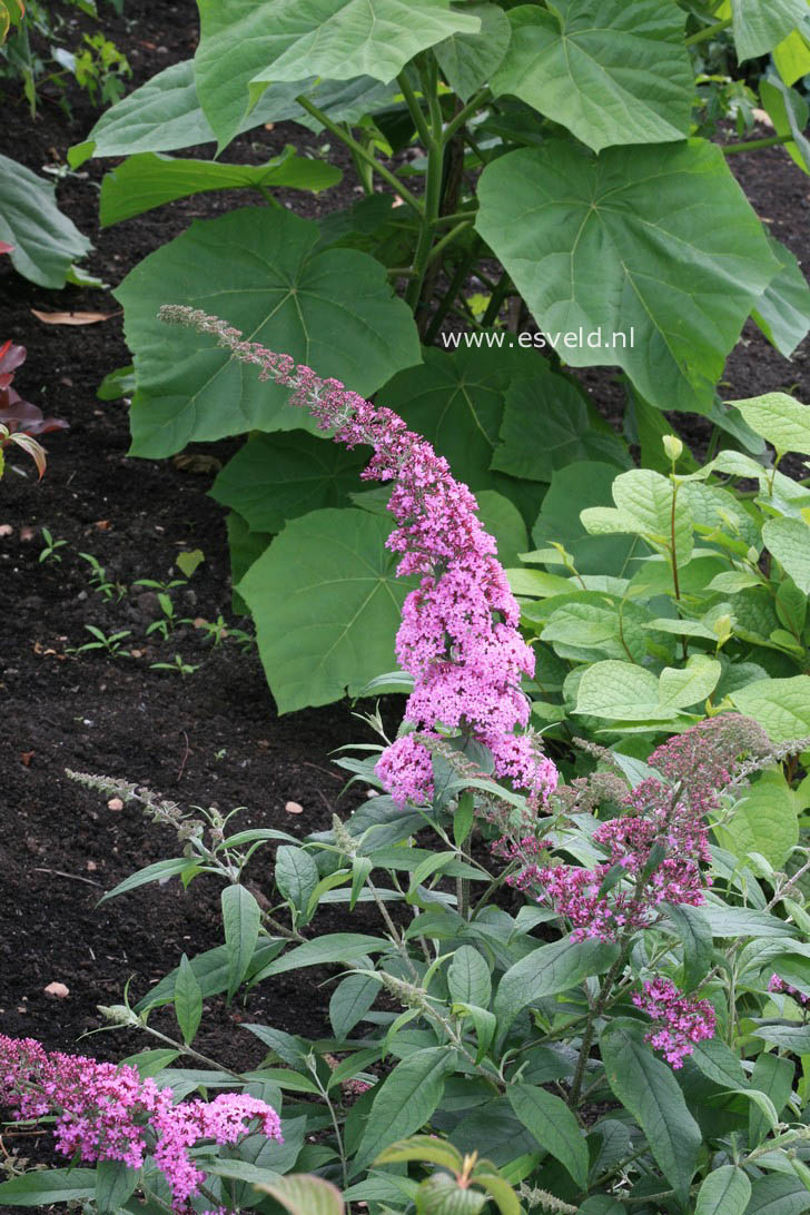 Buddleja davidii 'Pink Delight'