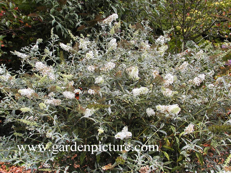 Buddleja davidii 'White Spread'