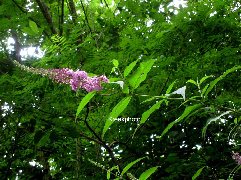 Buddleja davidii