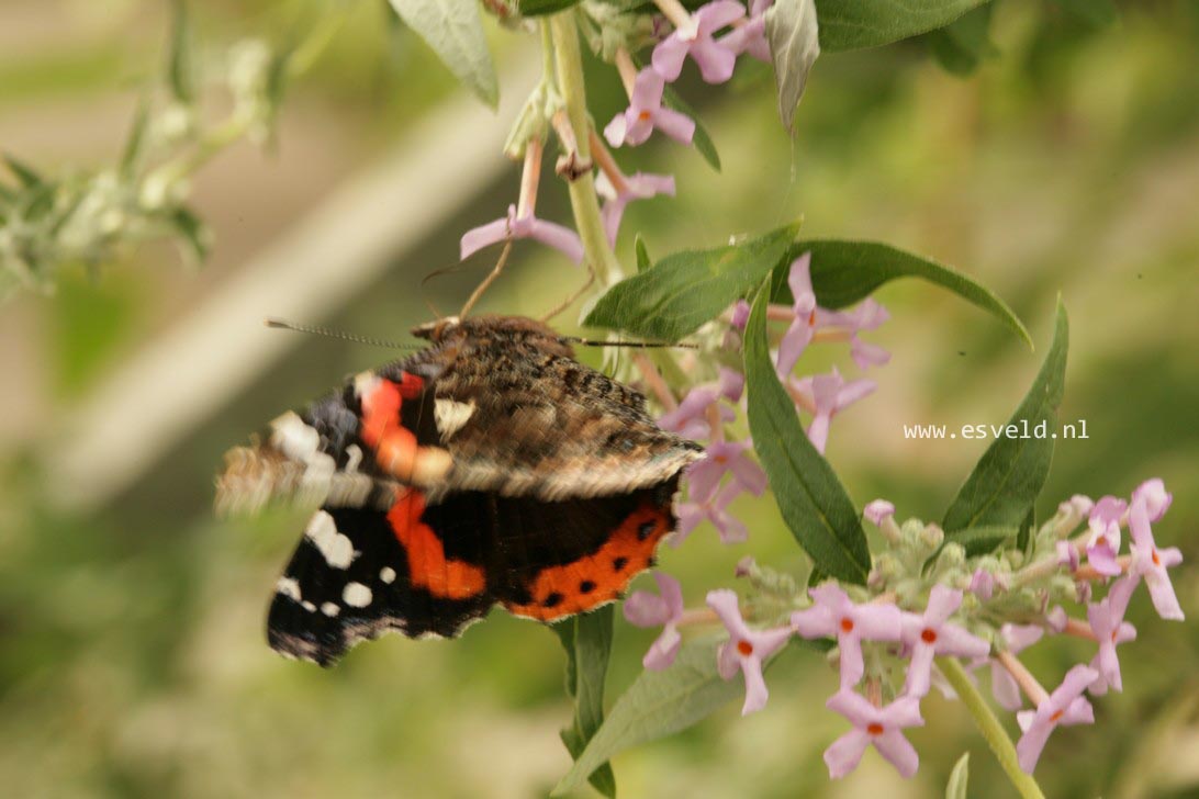 Buddleja pikei