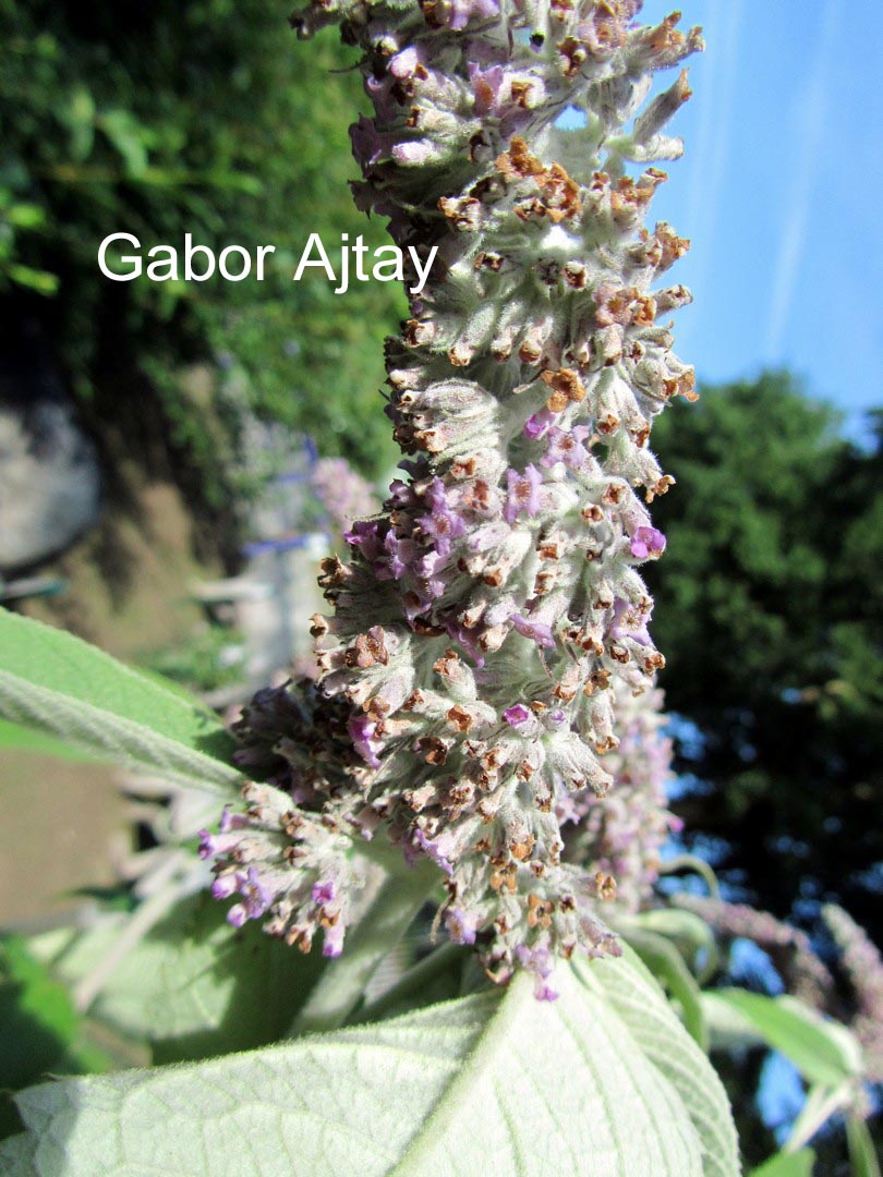 Buddleja yunnanensis