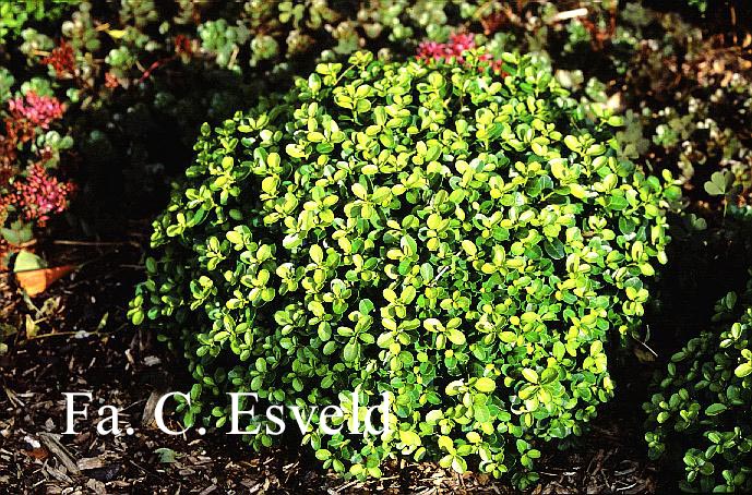 Buxus 'Green Pillow'