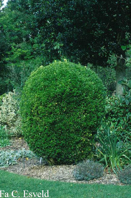 Buxus bodinieri