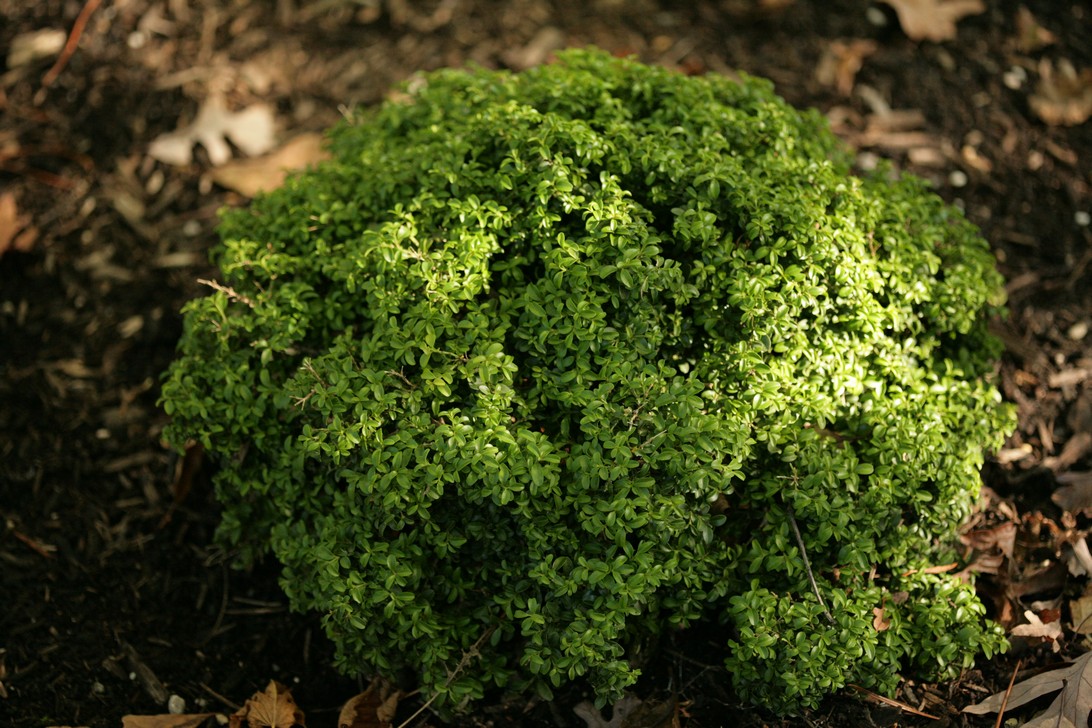 Buxus microphylla 'Compacta'