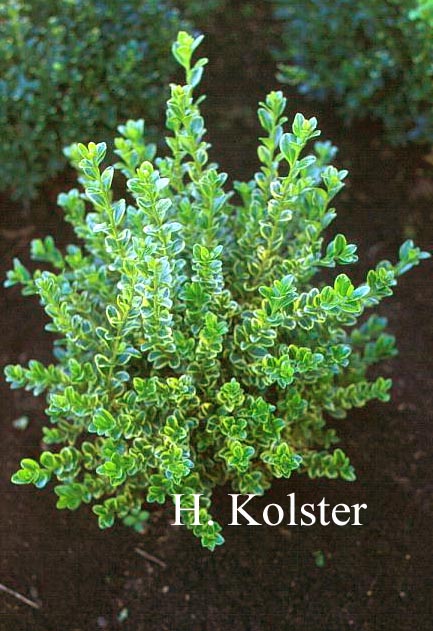 Buxus microphylla 'Golden Triumph'