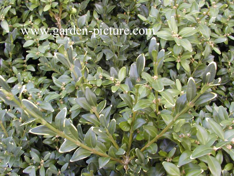 Buxus microphylla 'Hohman'