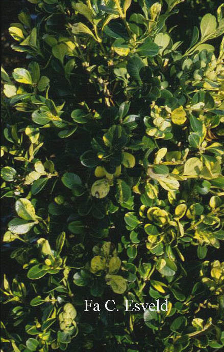 Buxus microphylla 'Kinsha'