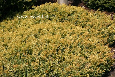 Buxus microphylla 'Rococo'