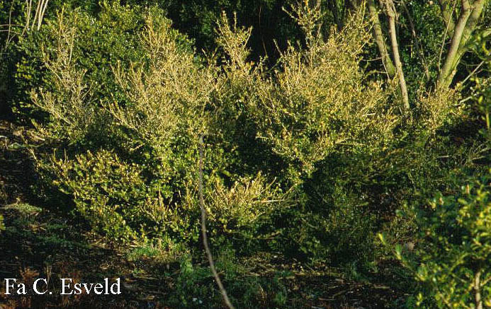 Buxus microphylla japonica