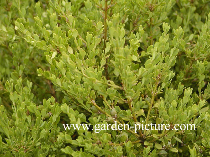 Buxus microphylla sinica