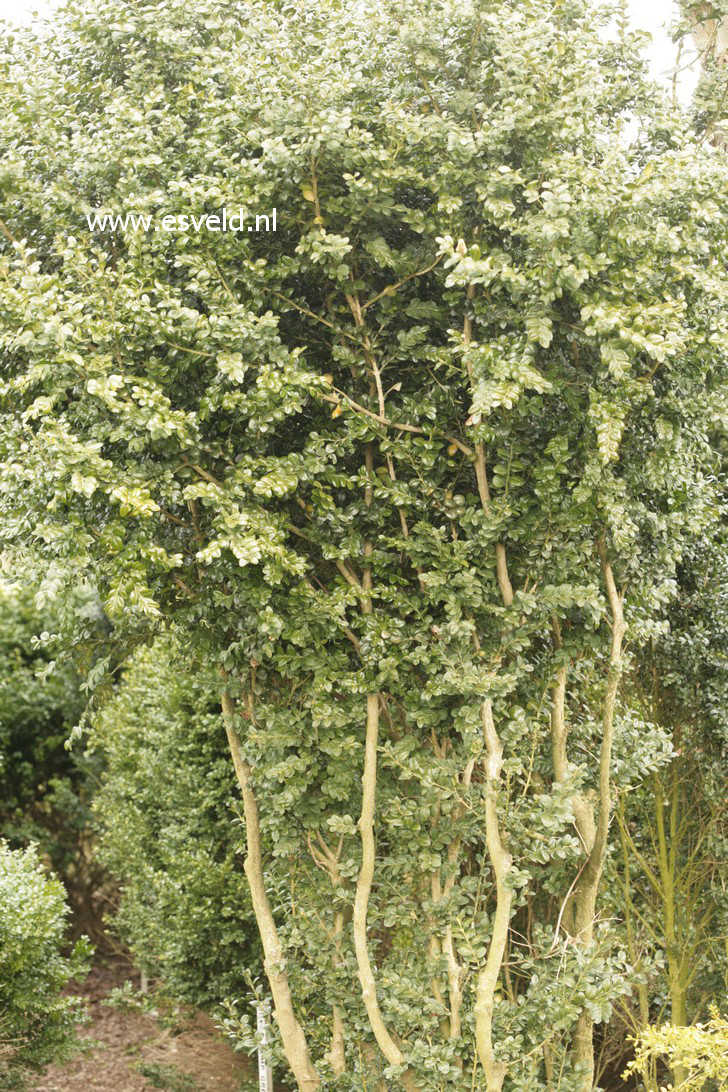 Buxus sempervirens 'Denmark'