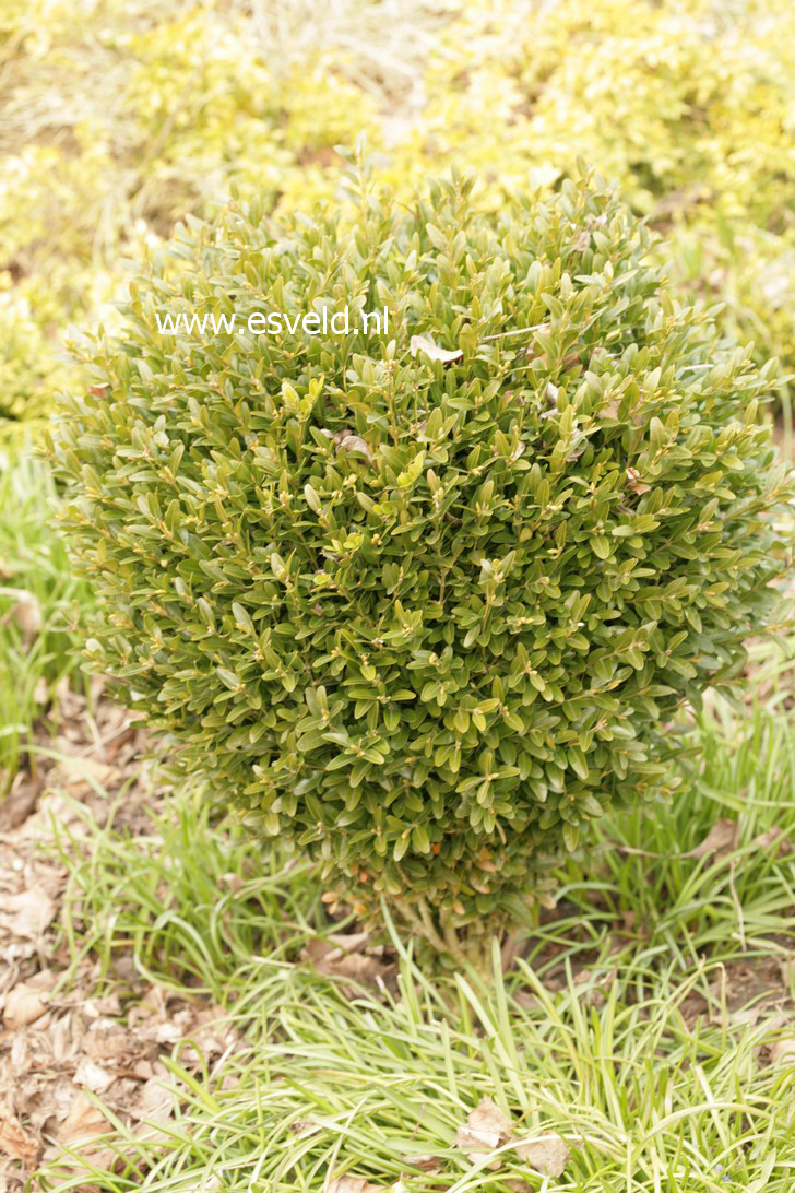 Buxus sempervirens 'Green Balloon'