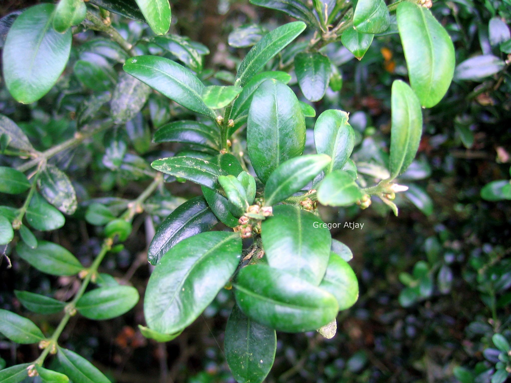 Buxus sempervirens 'Hollandia'