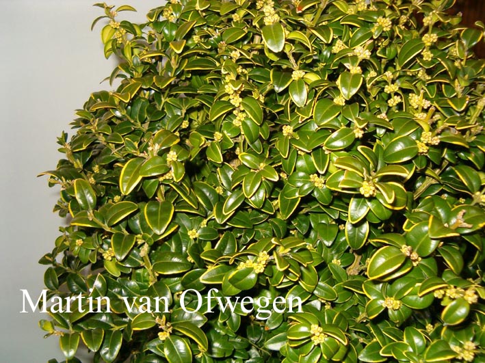 Buxus sempervirens 'Latifolia Macrophylla'