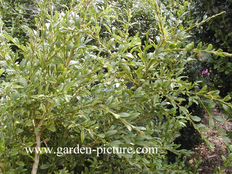 Buxus sempervirens 'Pendula'