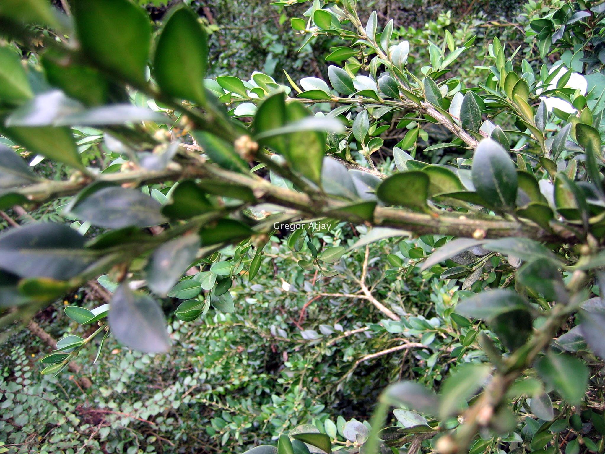 Buxus sempervirens 'Prostrata'