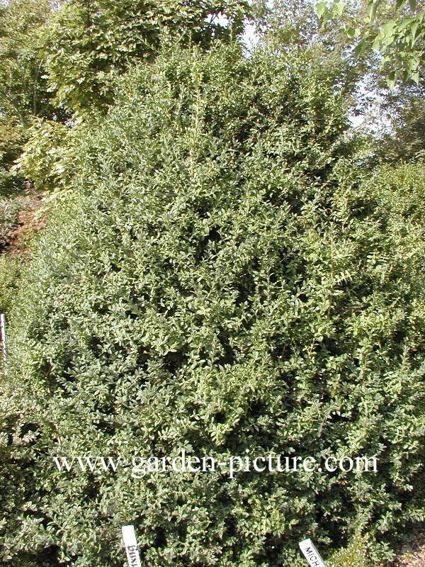 Buxus sempervirens 'Pullman'