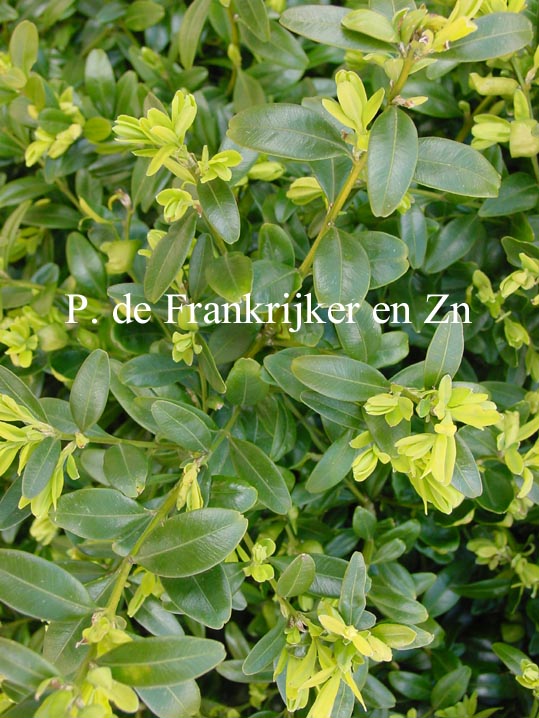 Buxus sempervirens 'Sultan'