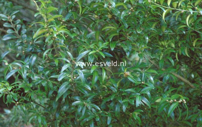 Buxus wallichiana